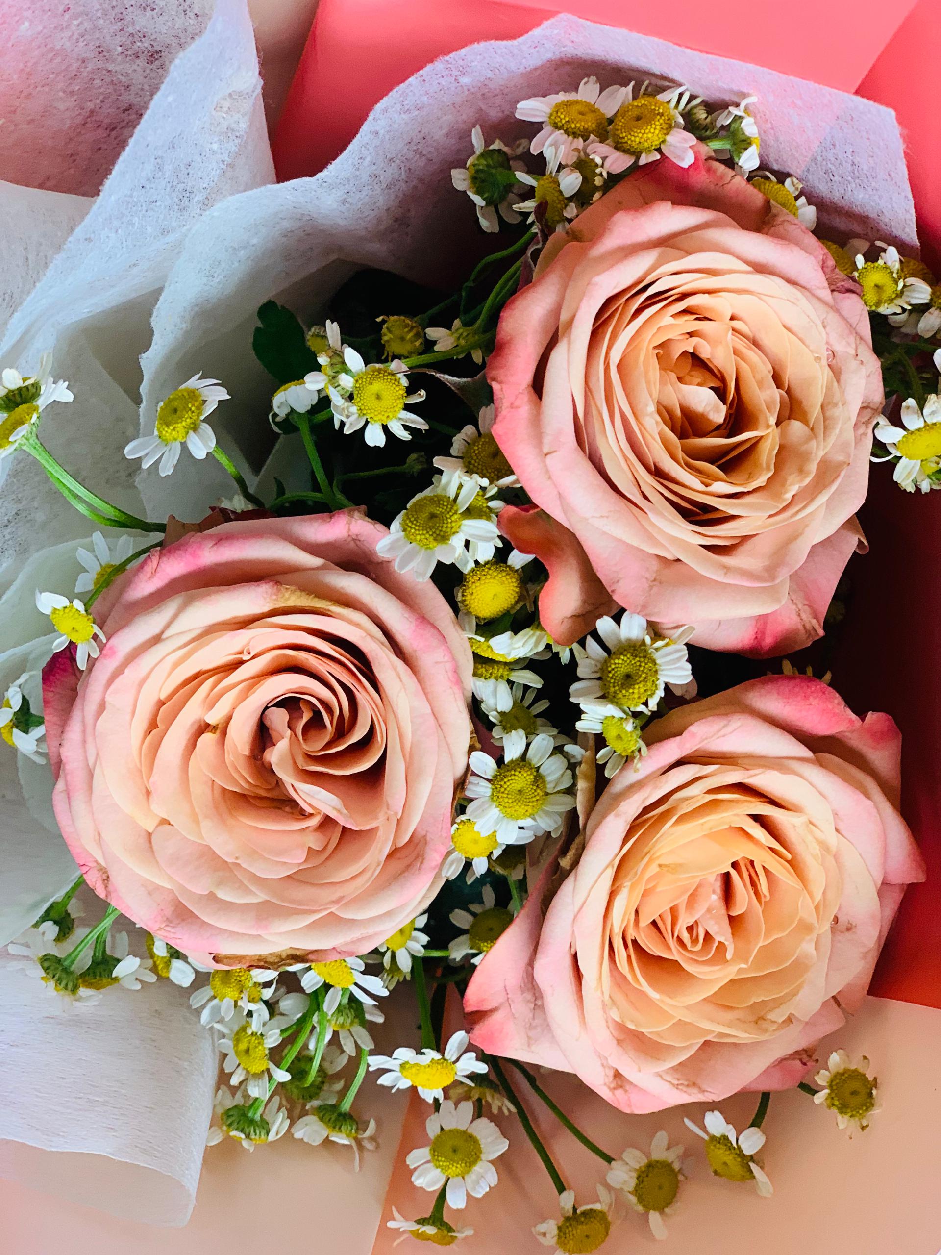 Cappuccino - Image 2