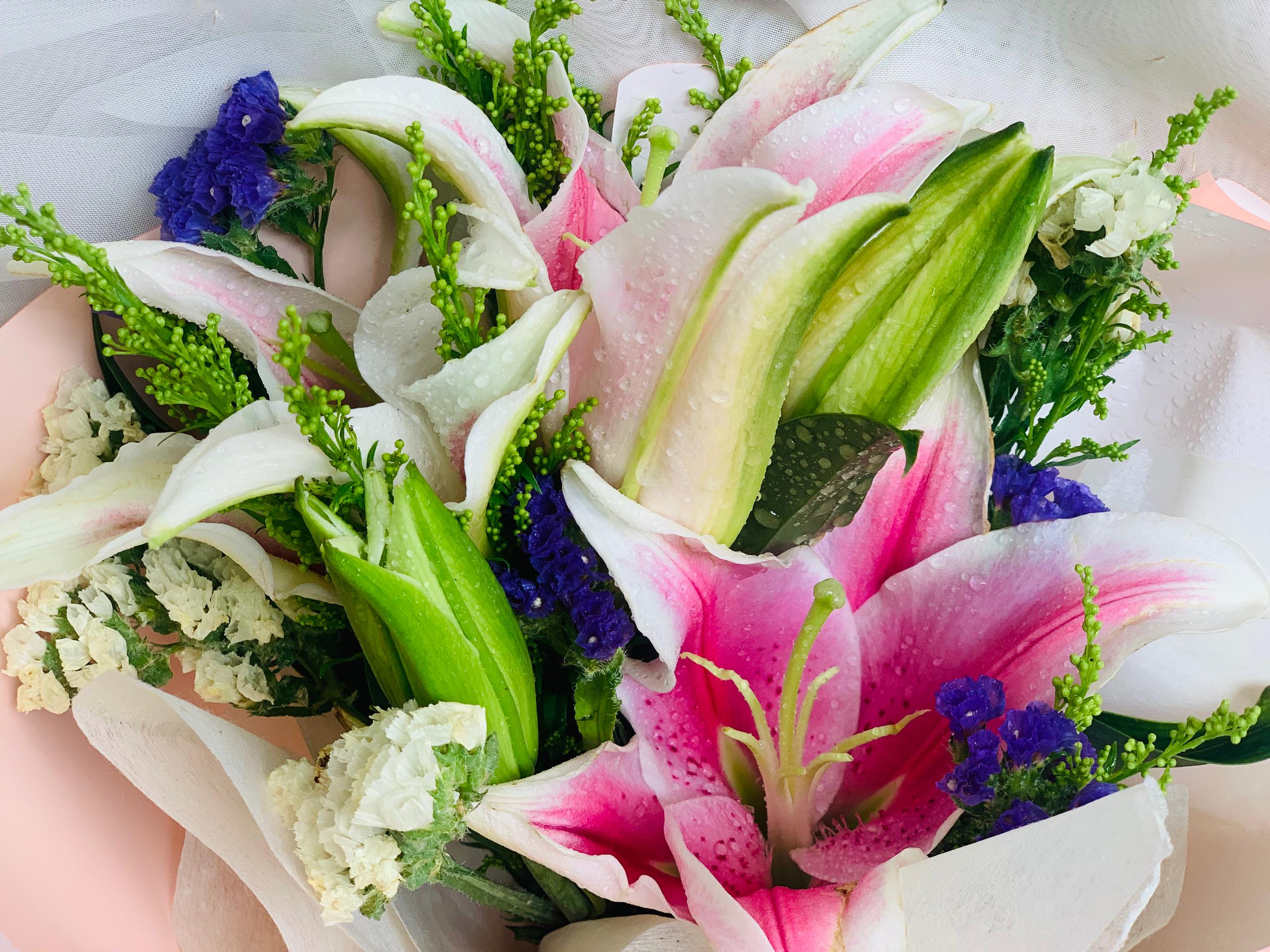 Enchanted Lily - Image 2